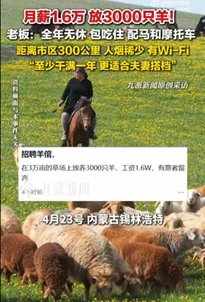 月薪1.6万招人在草原放羊，这个工资到底高还是不高？这位招聘的老板也说了，最好