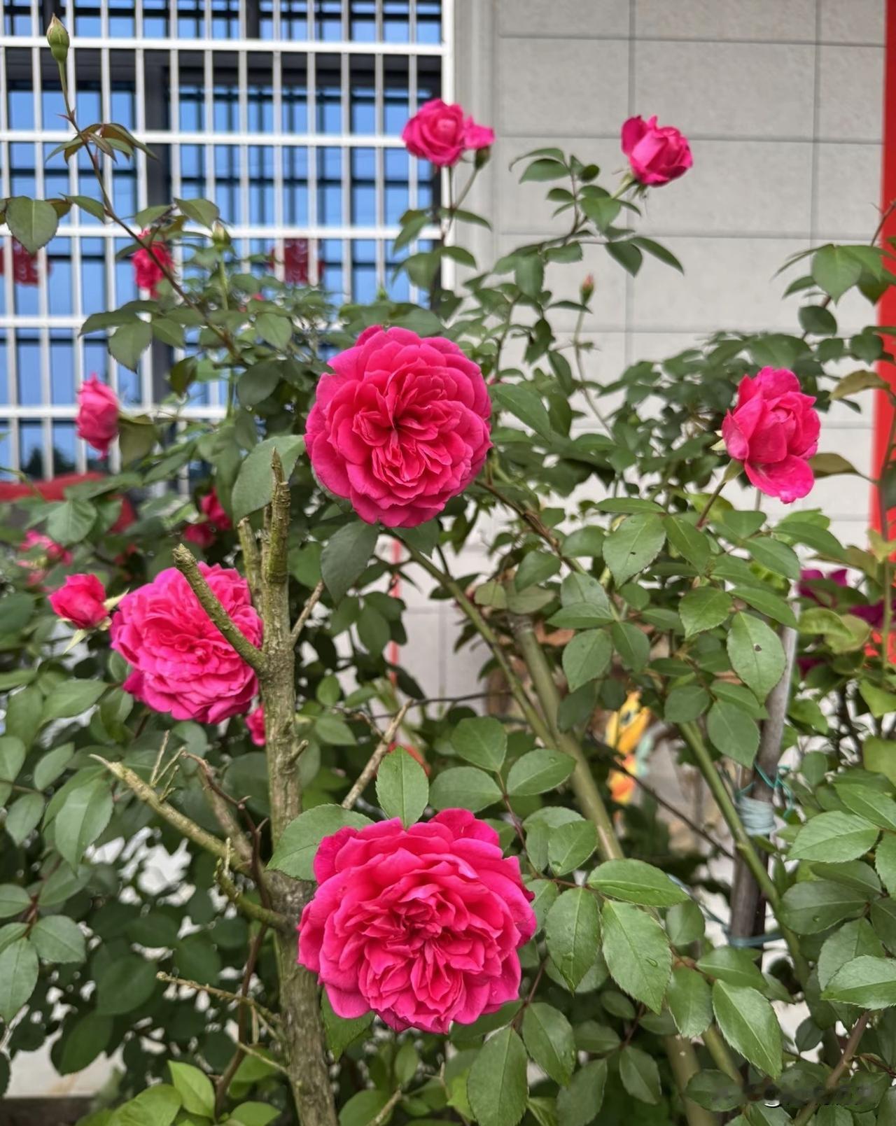 你知道这叫什么花么？它叫天方夜谭，可以说是月季中的扛把子，惊艳了所有爱花者，