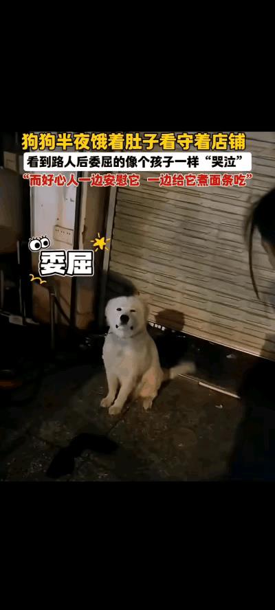店铺主人生病住院，忘记了栓在门口的狗狗，让它几天几夜没有吃喝。看到一名路人过来看