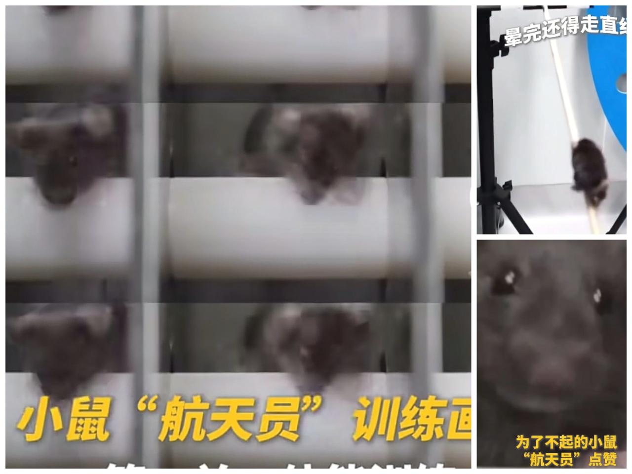 这回不仅全国人民知道,连全世界都知道了它们可不是普通乘客,也不是宠物随行