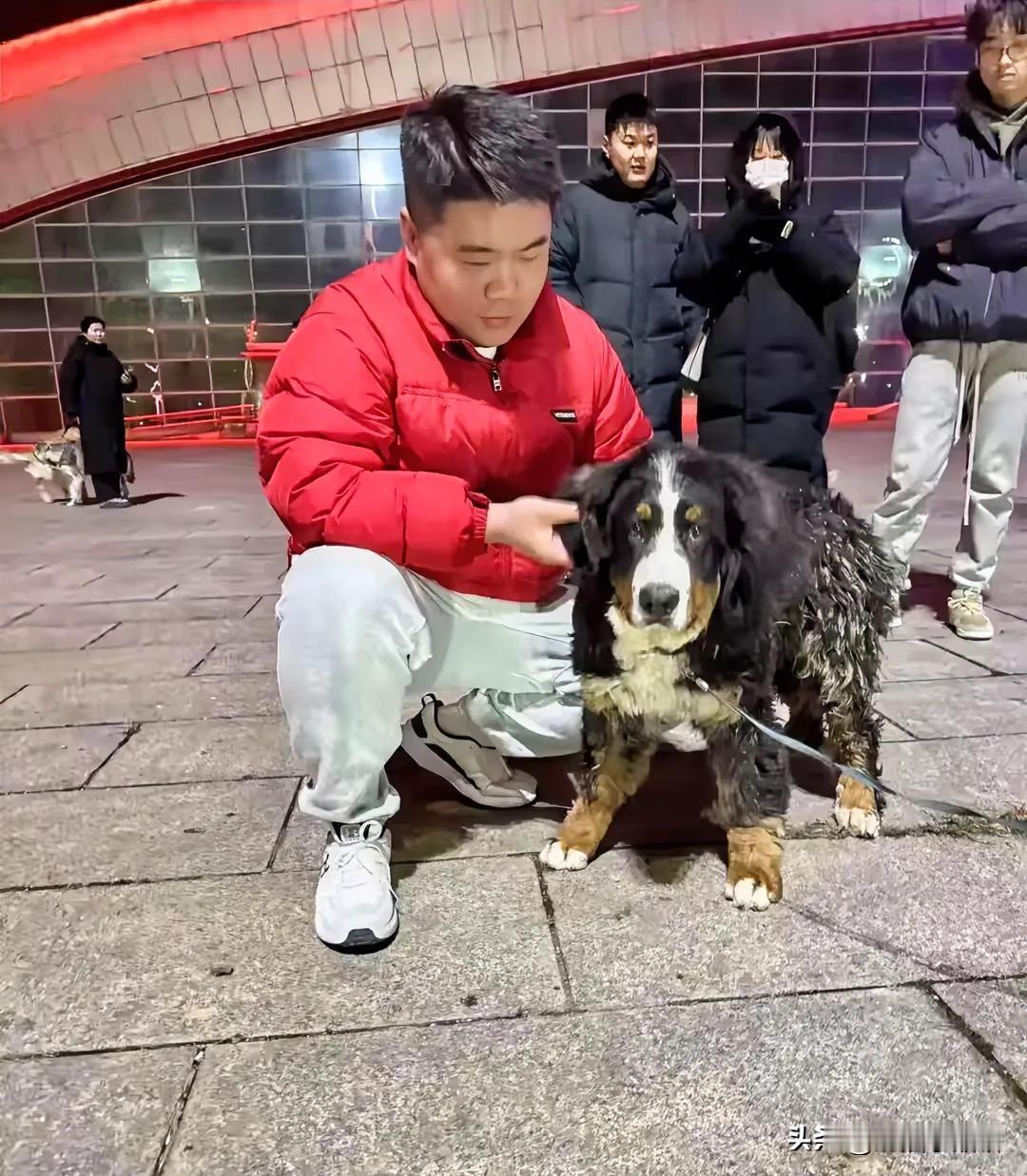 流浪狗把讨饭养大的富家犬，竟把自己送进了豪门！流浪狗竟把富家犬送进豪门！监控