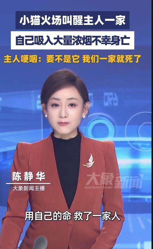 深圳，一户人家正陷入深睡，全然不知客厅火灾突发，毒烟潜入卧室。关键时刻，家里的猫