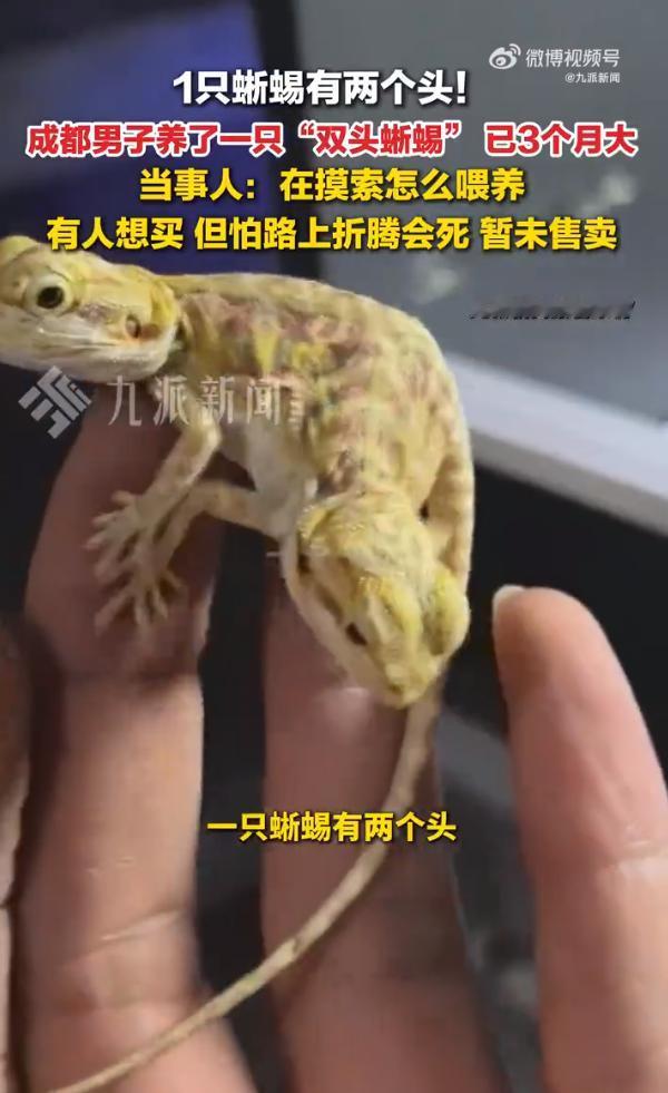 四川成都一位网友分享自己养的“双头鬃狮蜥”，拥有两个上半身，现在已经有3个月大，