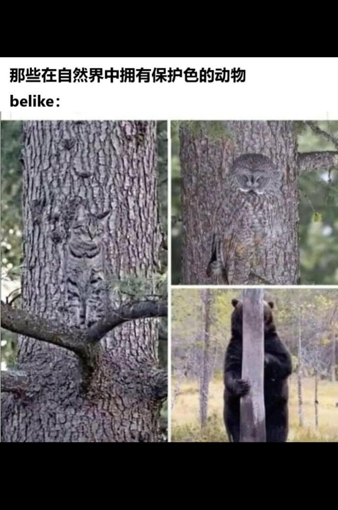 不仔细看还真看不出来啊