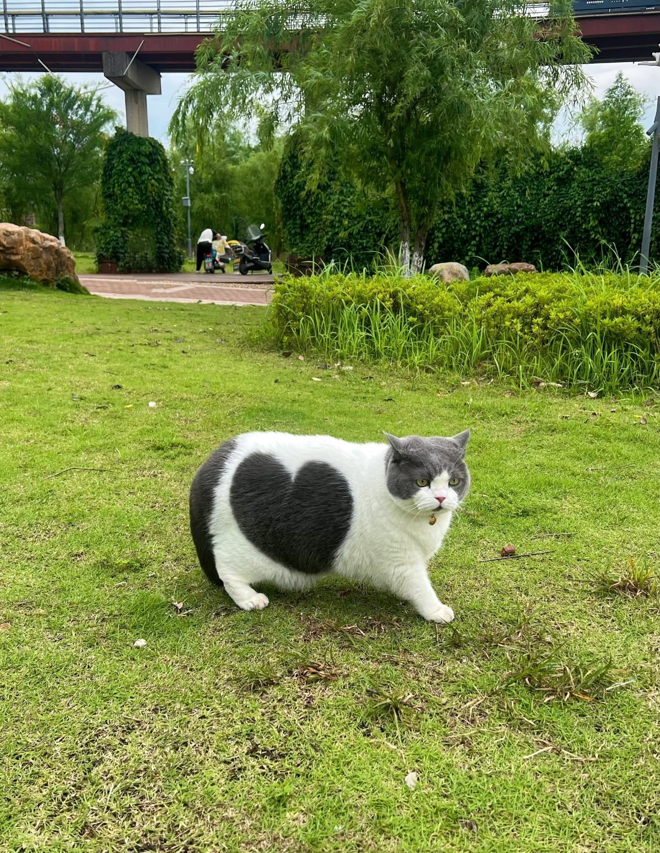 散步时遇到的心形猫[doge]（这只猫是真的！它皮毛上的心形图案是自然形成的，没有A