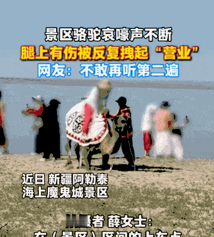 太没人性了！新疆阿勒泰，一女子正在游玩，突然听到骆驼哀嚎声。她循声望去，发现一头