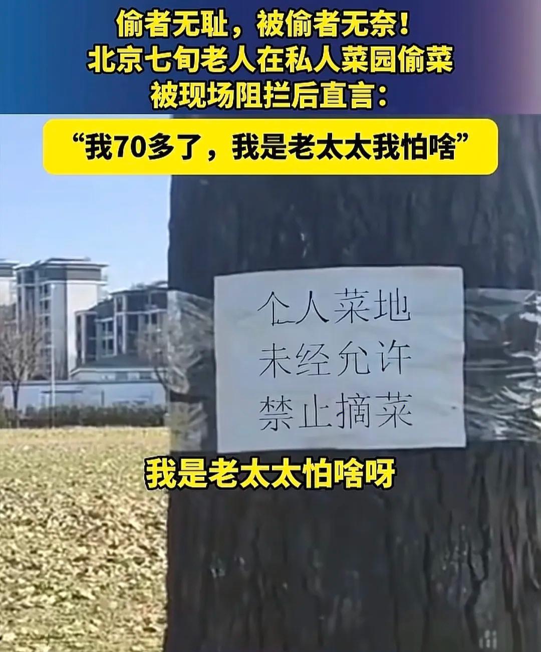 “我70岁了怕啥！”北京老太私闯菜地偷菜还嚣张，法律真的管不了？郊区菜农李先生遭