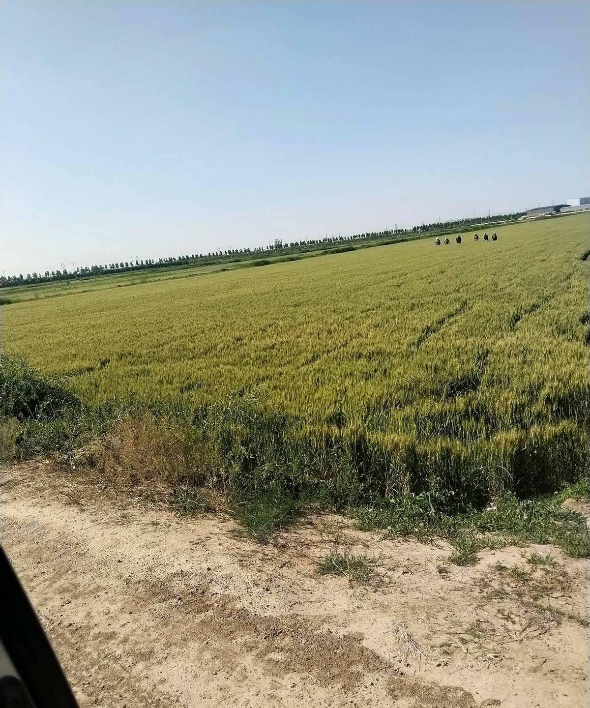 大家看到这里的麦子了吧，这是一个包地大户包的各家各户的，承包价一千六每亩，光这一