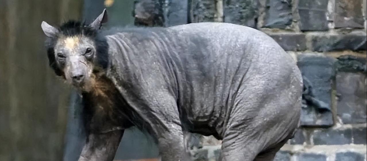 1973年神农架军营的那个夜晚，哨兵老赵扣下扳机时，绝不会想到这一枪会撕开一个延