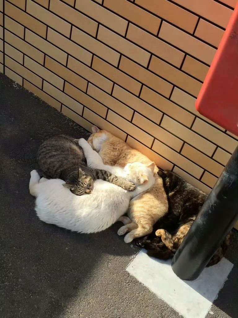 猫咪抱团取暖[抱抱]​​​