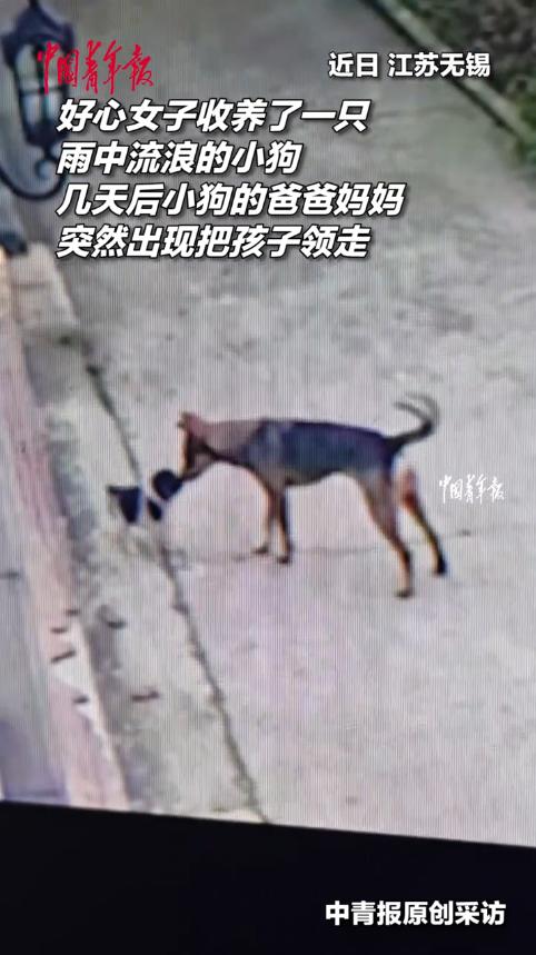 万物皆有灵！江苏无锡，女子收养了一只流浪小狗，还准备了40斤狗粮，没想到几天后小