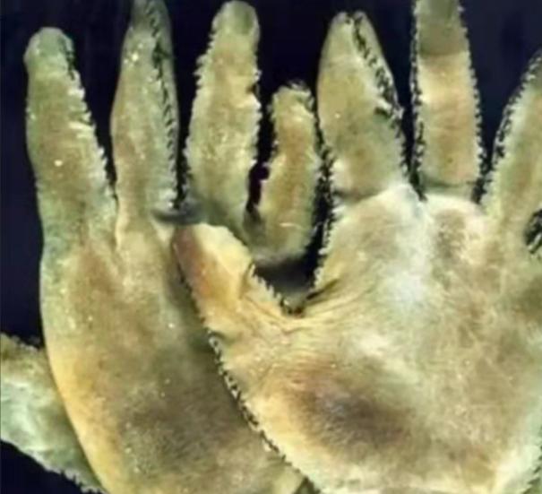 1951年，一名老人在参加宴会时，惊奇地发现一副皮手套上的图案，竟然是自己当年给