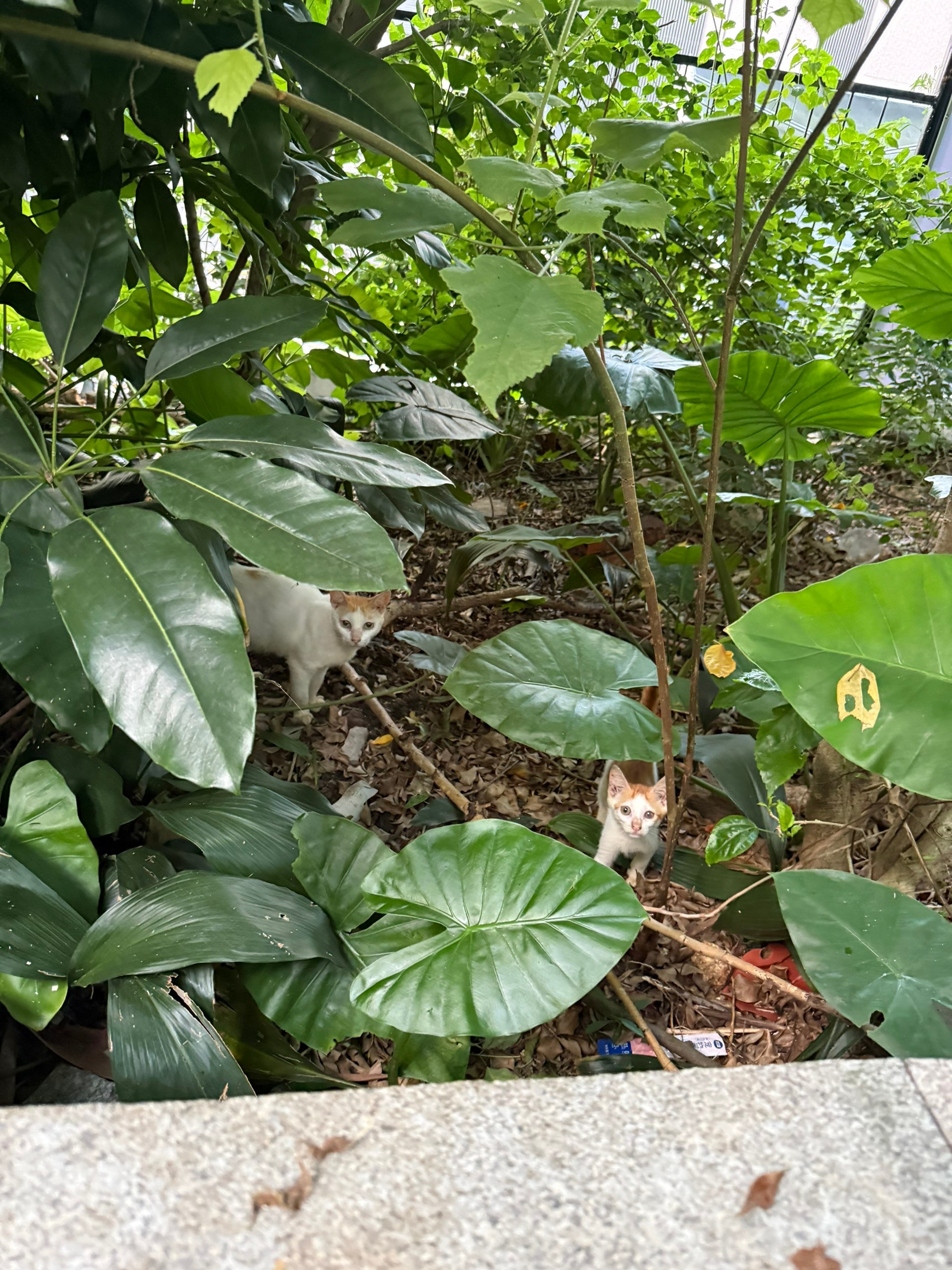 我来了，给你们三个带了好吃的流浪猫深圳
