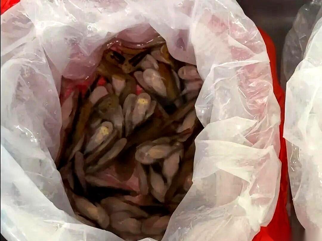 一条黑色的长裙，能藏点啥？这位姐，藏了229条活蹦乱跳的鱼。就用几个塑料袋，