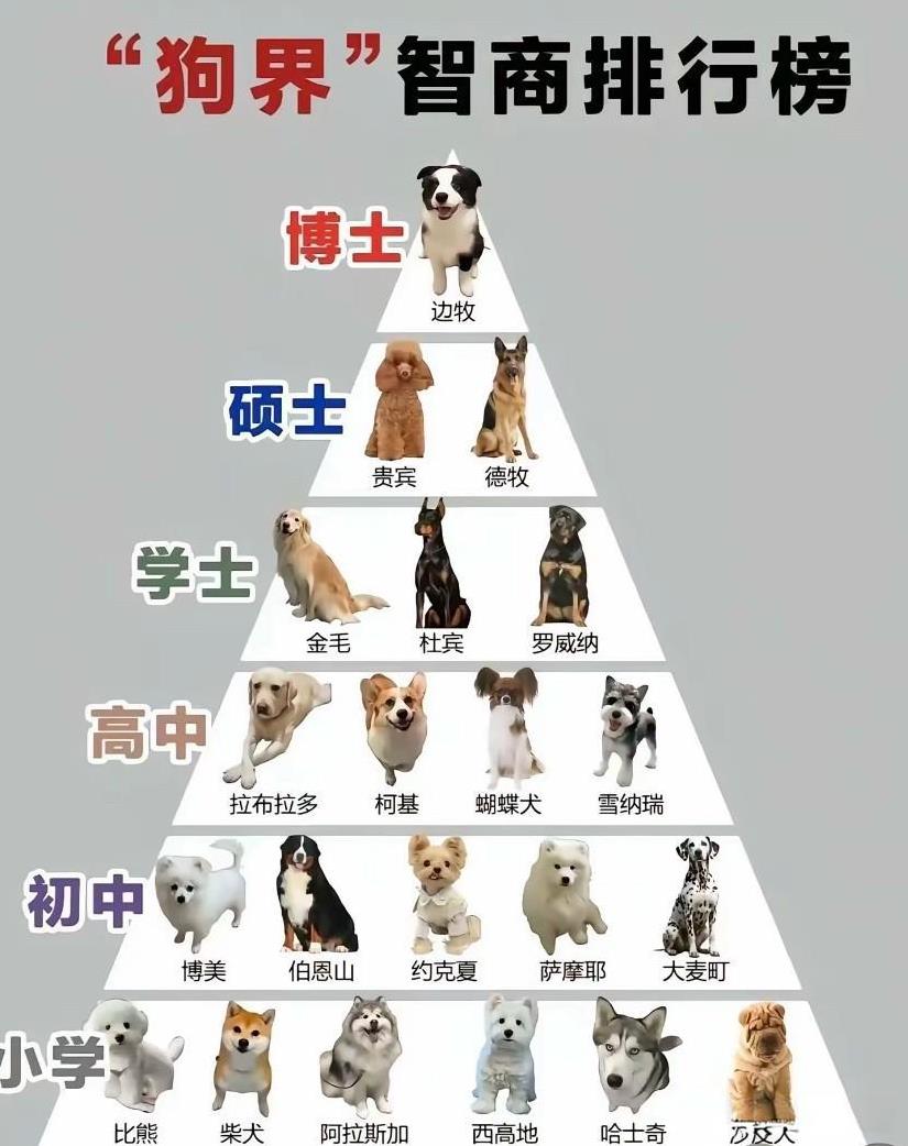 没有我们的中华田园犬，这狗界智商排名有点不科学，大家觉得哪种狗最聪明～