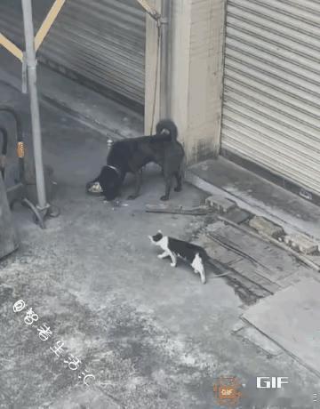 你敢相信吗，善良居然可以跨越物种！一只流浪小猫鼓起勇气，跑到大