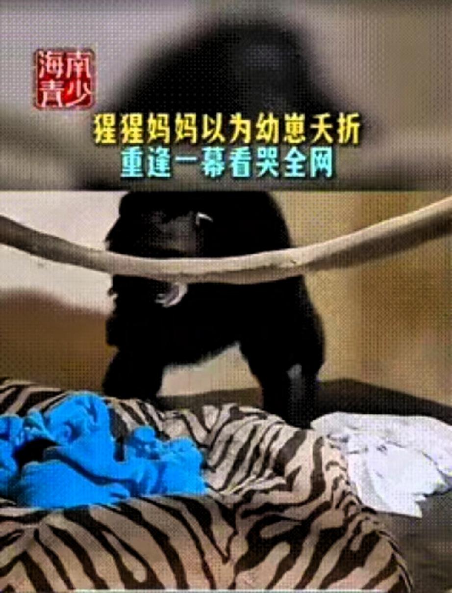 “瞬间破防了！”动物园里一只母猩猩分娩后，以为自己的孩子没能活下来，独自安静待在