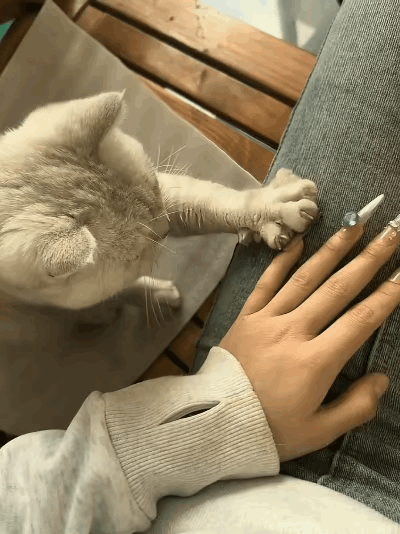“太有灵性了！”天津，女生做了美甲回家，猫咪看到后，竟然以为她爪子收不回去了，直