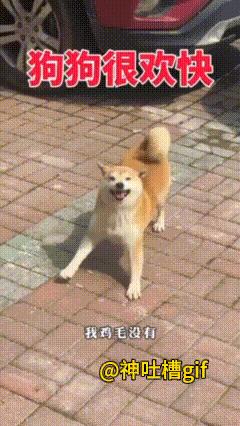 满眼都是主人的狗狗：狗狗一如既往过来接主人，一路蹦蹦跳跳的，非常的开心，这只狗子