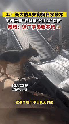 这下科学也解释不清了！近日山西朔州，武女士有一家饲料加工厂，四年前收养了一只狗狗
