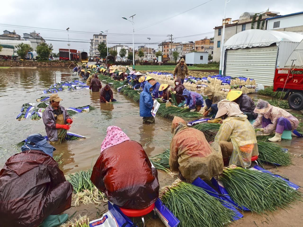 云南通海县气候宜人，土地肥沃，是全国蔬菜种植基地。当地所产蔬菜不仅供应国内三十多