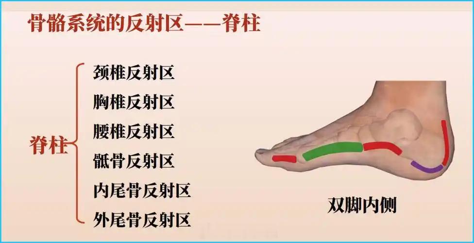 脊柱在脚内侧反射区，对照图片依次查询，如腰椎痛用刮痧板等工具探查中间红线处的阳性