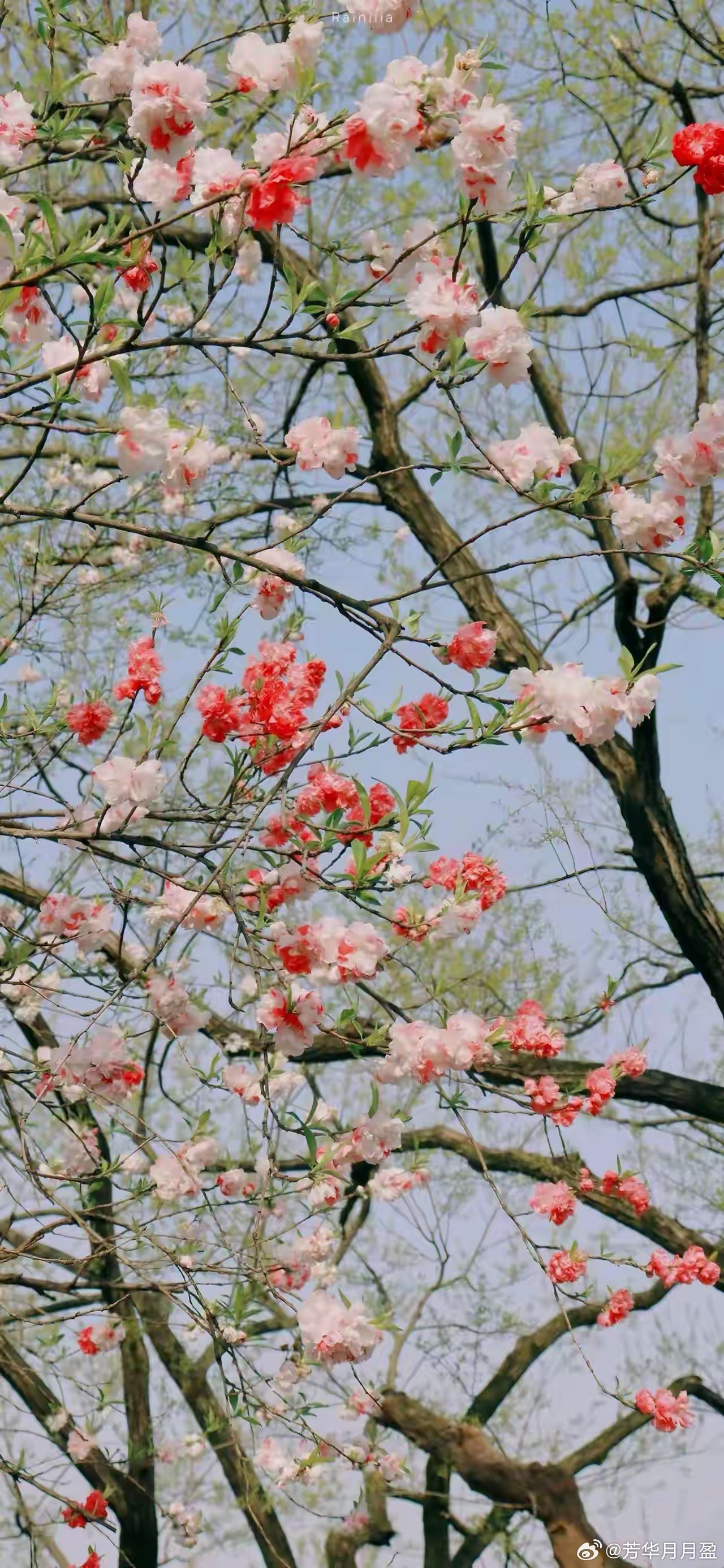 弘一法师说:“看透人性的人都不喜欢人，都想远离人，甚至对人有一种生理性的厌恶，见