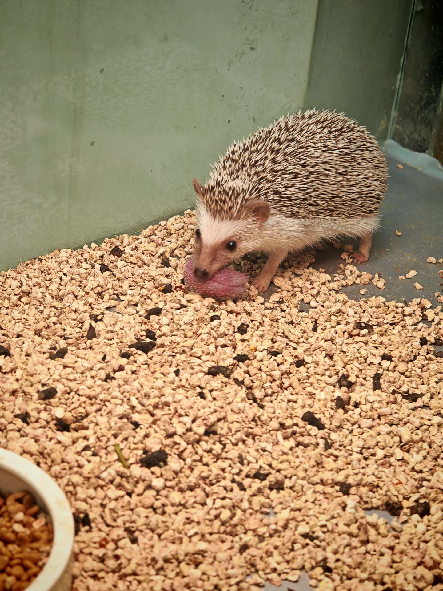 第一次见刚出生的小刺猬