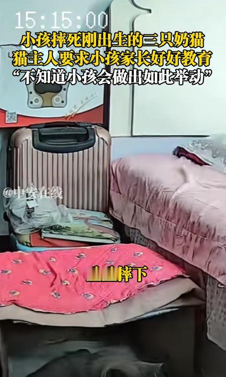 “骨子里的坏！”河北一女子让外甥到自己卧室看刚出生的3只小猫，谁料，女子忙完回来
