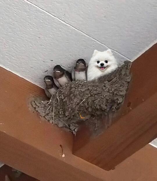 起猛了，狗进鸟窝了！