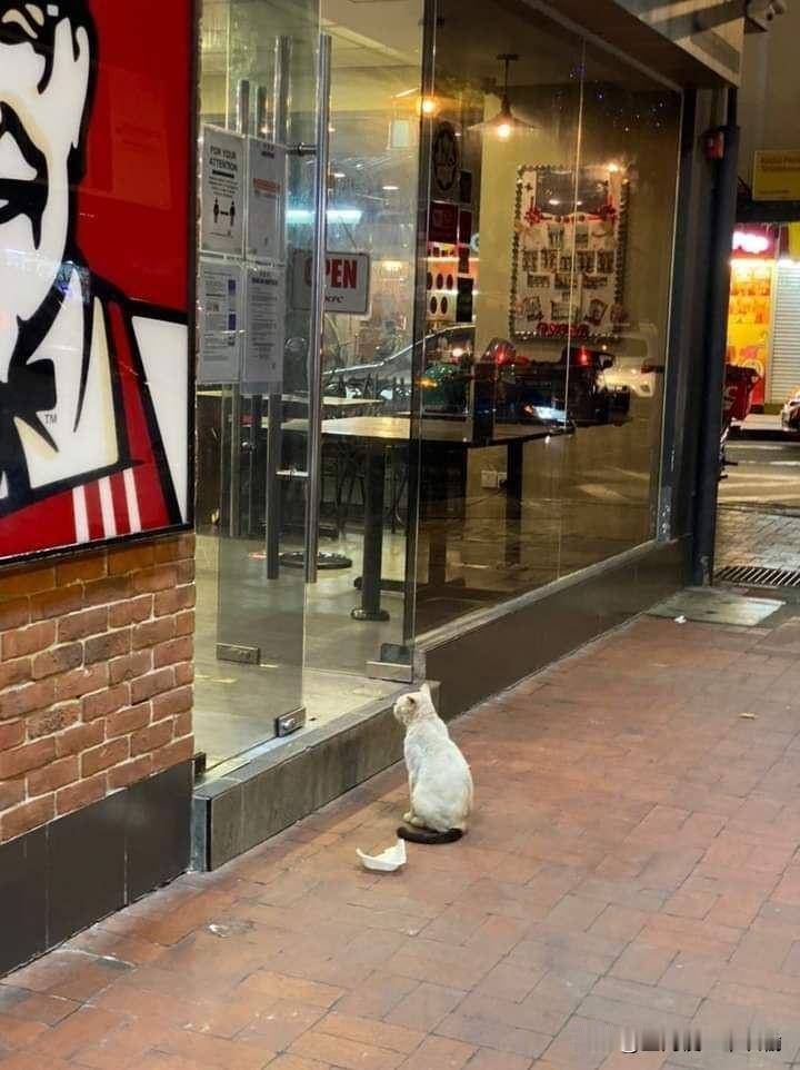 猫咪饿猫咪没钱可以V50给猫咪吗😢