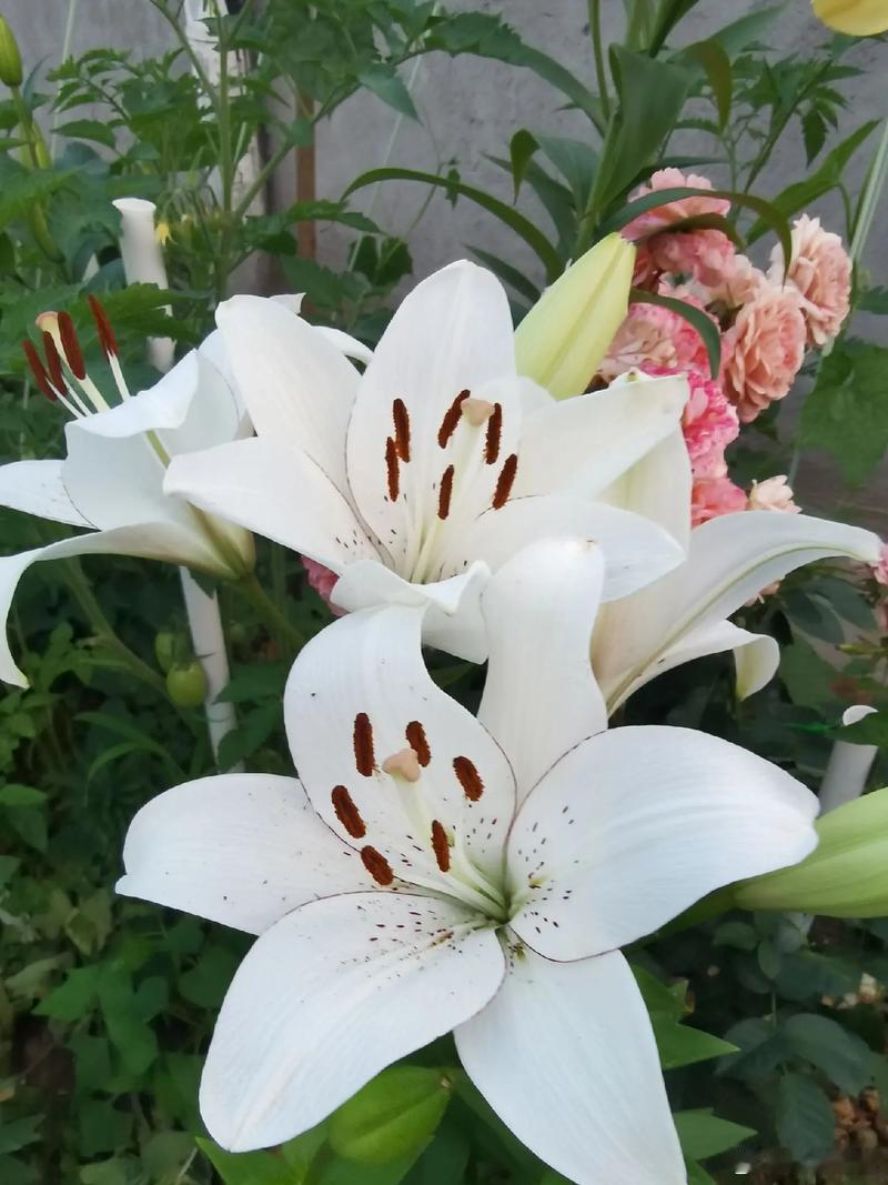 每天认识一种中草药：百合一、植物形态与道地产区百合为百合科植物卷丹、百合或细