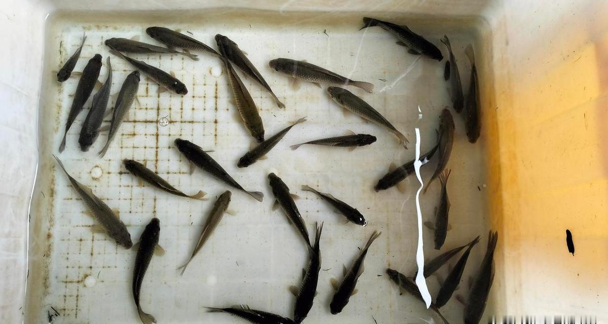 别瞎买竿，4.5米软调就够用，线别超1.0，钩子3号起，大鱼没来之前，别跟自己过