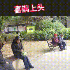 有没有看了三遍，还没看过瘾的？这家伙真轴！跟大爷的礼帽儿杠上了！这是看上