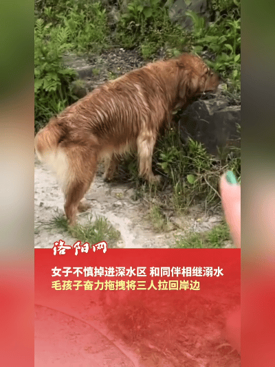 我的天！洛阳这金毛是来报恩的吧？仨人在河边玩水掉深坑里，没一个会狗刨，眼看要沉底