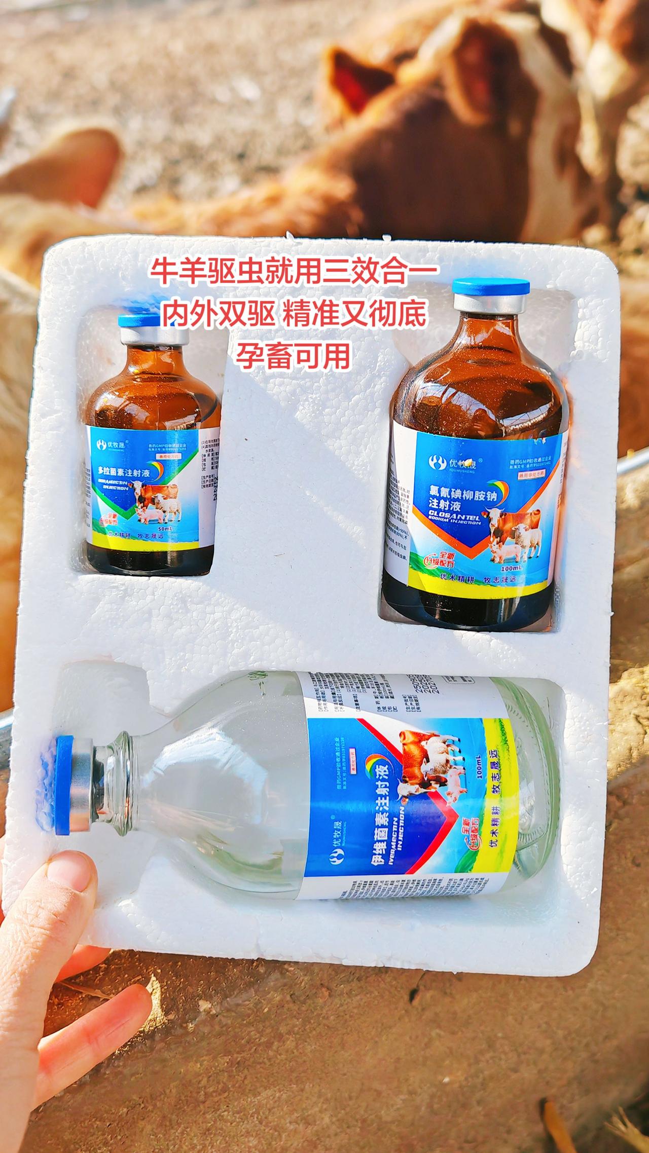 养羊人牛羊养殖农村养羊养殖场专用