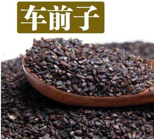 再顽固的肺病，也怕过度治疗，记好车前草的这几个王牌搭配肺气肿、肺大泡、慢阻肺