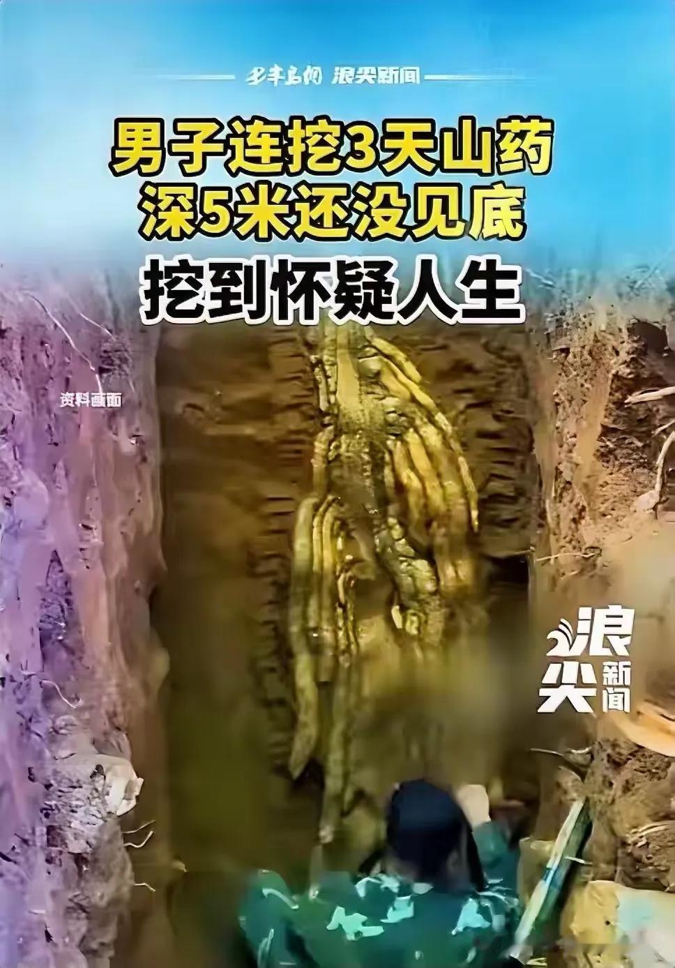 云南，一男子上山挖山药，结果碰到了"大货"，顺着挖都看不到头，为了完整取出这根山