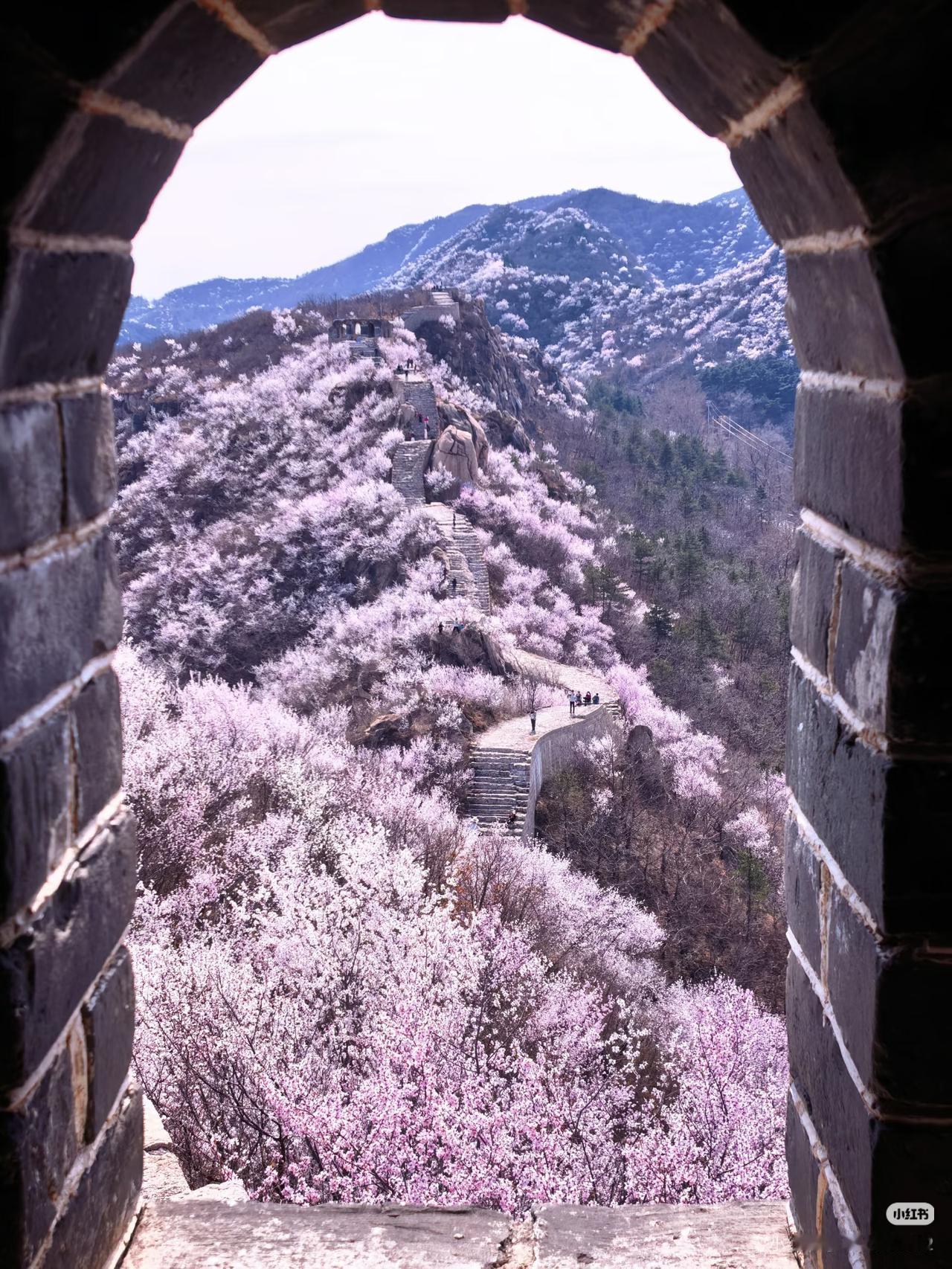 龙泉峪长城-北京赏花徒步天花板逃离城市的喧嚣，一头扎进这片漫山遍野的桃杏花海