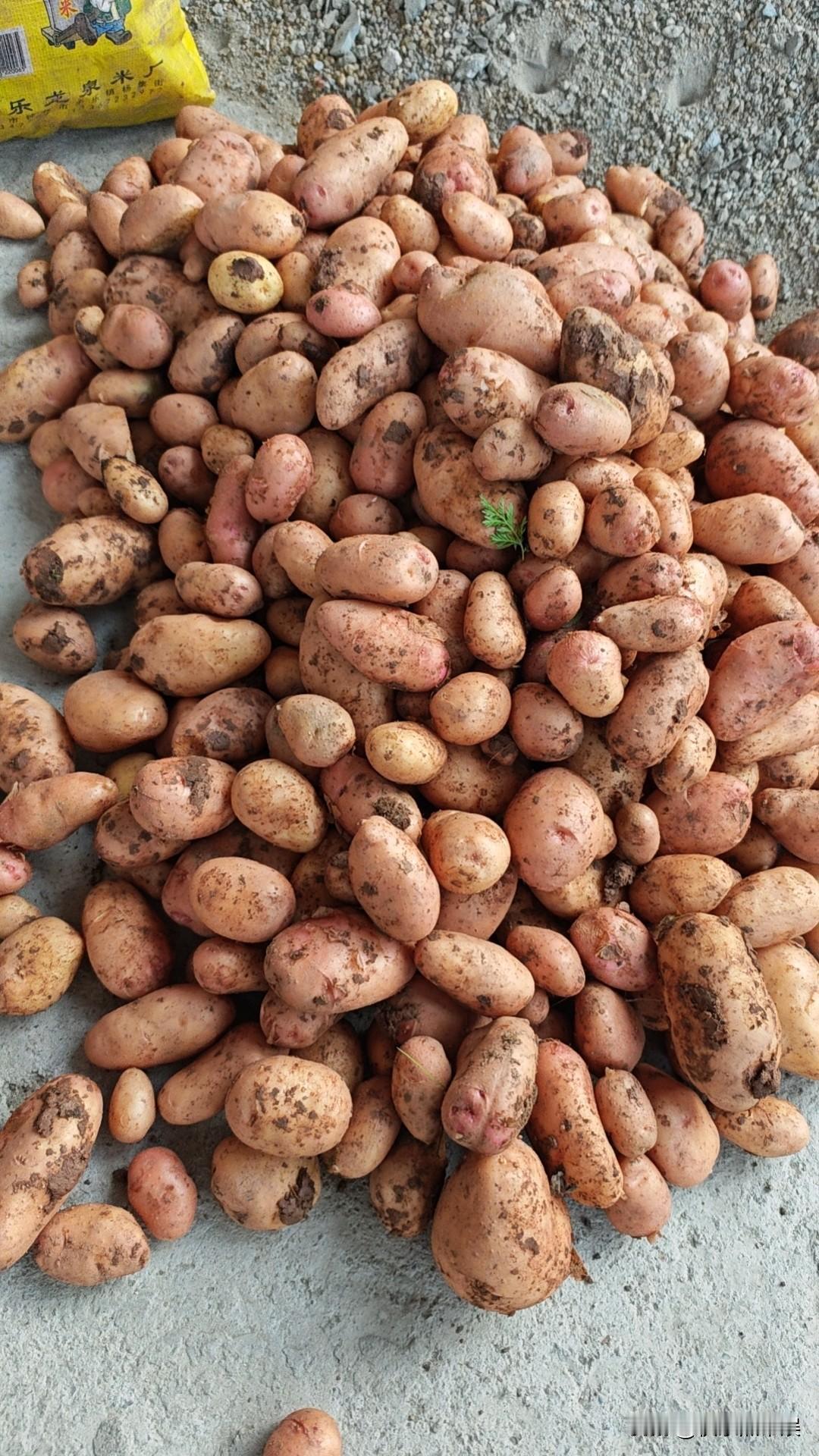 今年的土豆算是丰收吗？这是爸爸第一年种的土豆，还可以，有点小，但是味道很好