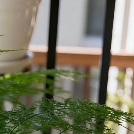 文竹🎍的种植方法：文竹枝叶纤细轻盈，姿态清雅脱俗，自带书卷气息，摆放在书桌、书