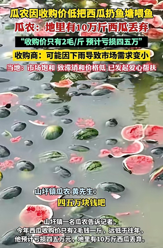 广西，一瓜农因为收购价太低，只有2毛钱一斤，他气得把烂在地里的西瓜全部扔进池塘喂