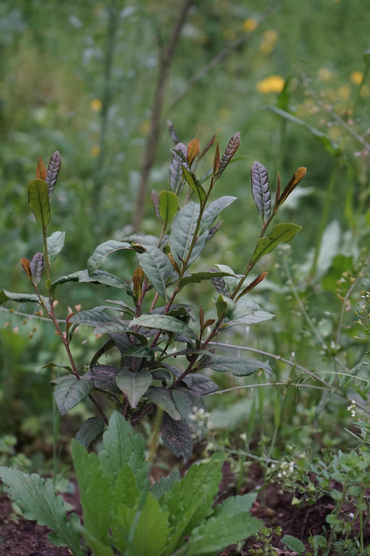 奶白茶也是口粮期了。奶白茶今年味道不错，现在口粮期了，包完筛下来的碎沫，泡起来