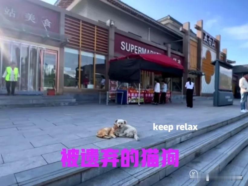 山西沂州五台山附近的一个服务区，有两只被主人遗弃的小猫和小狗。据服务区的工作人员