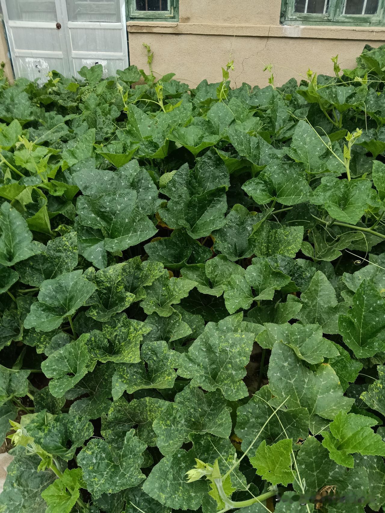 不管你信不信：1.属牛的，戴银饰。2.属鼠的，戴金饰。3.属虎的，戴木饰。