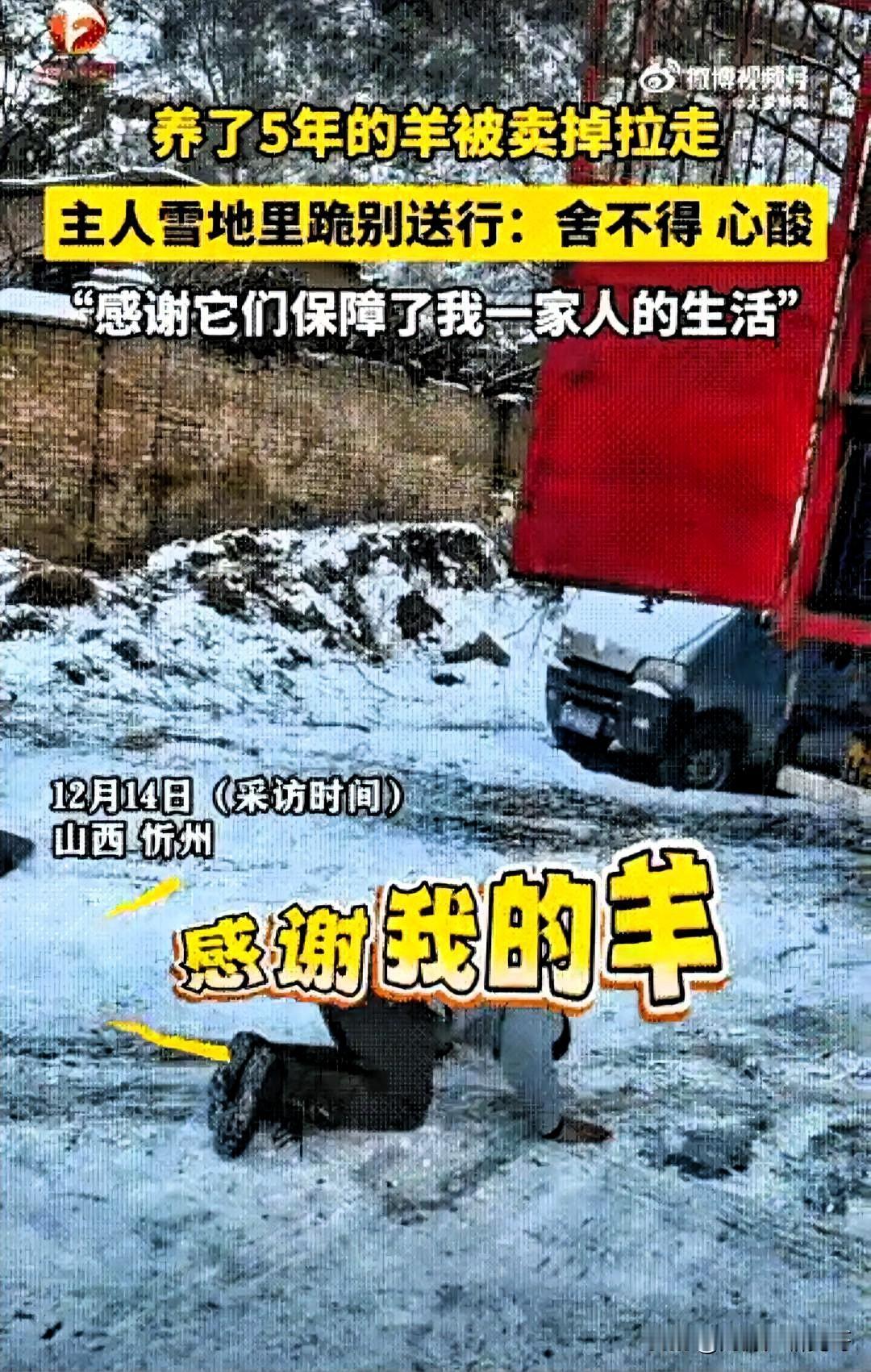 万物皆有灵！山西一男子养了五年的羊群！准备卖掉时，竟然跪拜羊群，表达