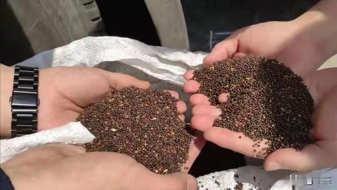 澳大利亚54万吨油菜籽刚通关，达尔文港再乱搞，中方说停就停！中方停购加拿大油菜籽