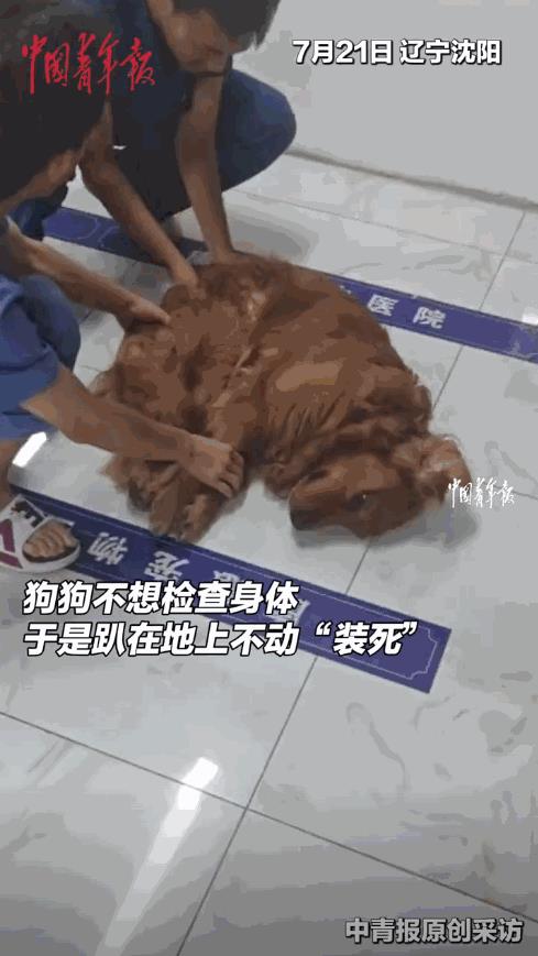 “笑不活了！”7月21日，辽宁沈阳，主人带金毛去医院检查身体，不料，金毛为了躲避