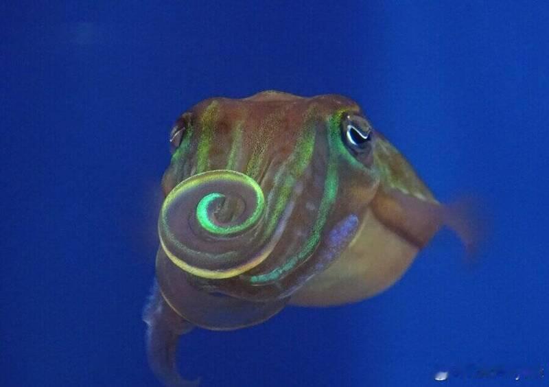 人类视力有盲区！乌贼求偶自带“加密闪光”，特殊镜头才能看见海外新鲜事人类常以为