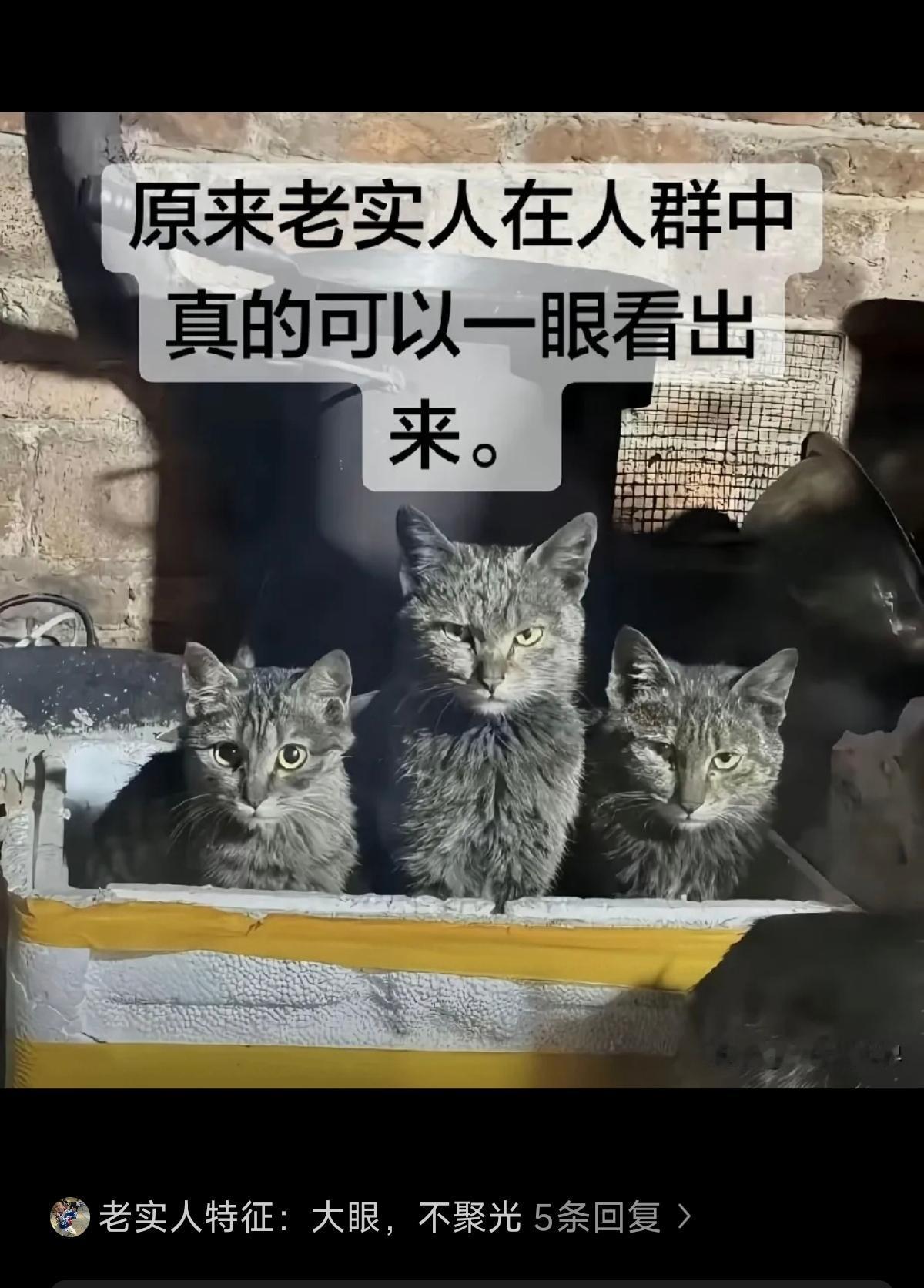 看一个人是不是老实人，从眼神就能看出来，如下图👇